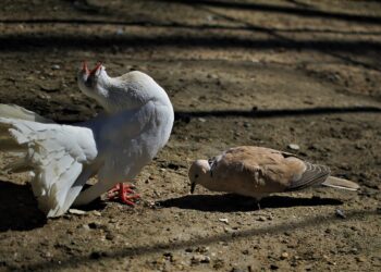 Balztanz zweier Tauben