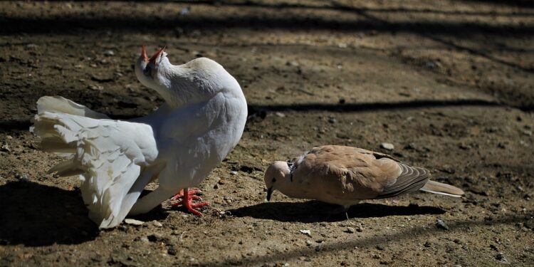 Balztanz zweier Tauben
