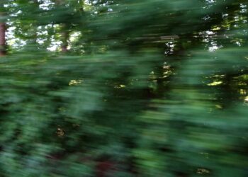 Wald, verschwommen Bäume. Symbolbild für "Flucht"