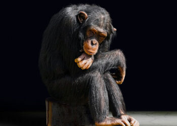 Nachdenkender Schimpanse, sitzend