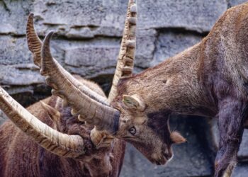 Kämpfende Steinböcke