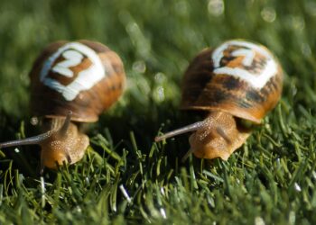 Zwei mit den Nummern "!" und "2" bemalte Schnecken auf Rasenstück