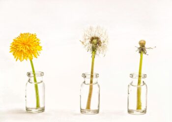 Drei Gläser mit je einer Pusteblume in unterschiedlichen Zuständen, von Blüte bis zum leeren Pflanzenstängel