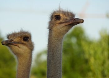 Zwei Straußenvögel
