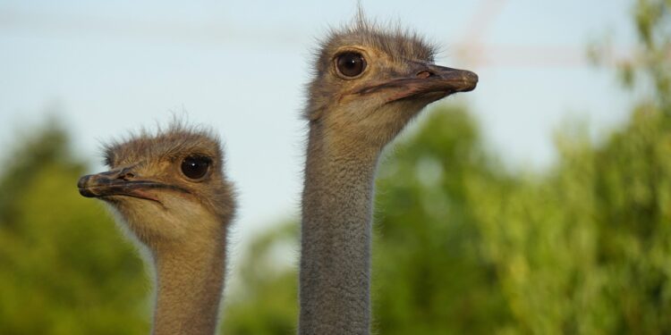 Zwei Straußenvögel
