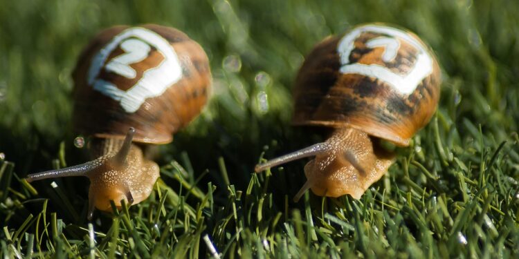 Schneckenrennen
