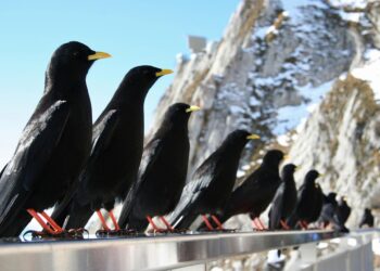 Raben, in einer Reihe sitzend