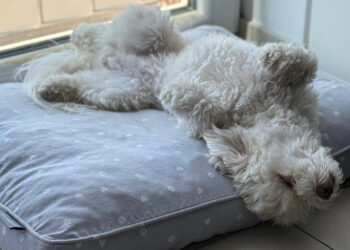 auf dem Rücken liegender Hund