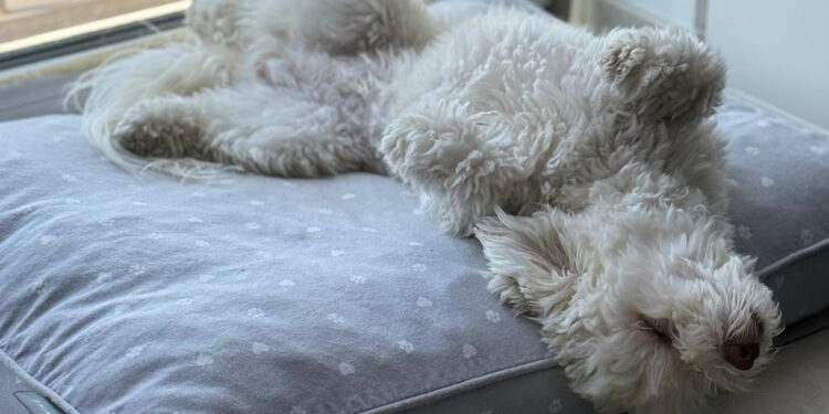 auf dem Rücken liegender Hund