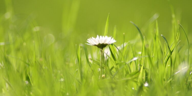 Gänseblümchen auf einer Wiese