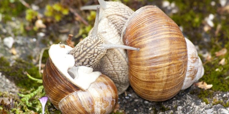 2 Weinbergschnecken ineinander verschlungen