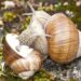 2 Weinbergschnecken ineinander verschlungen