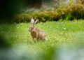 Brauner Hase auf einer wiese