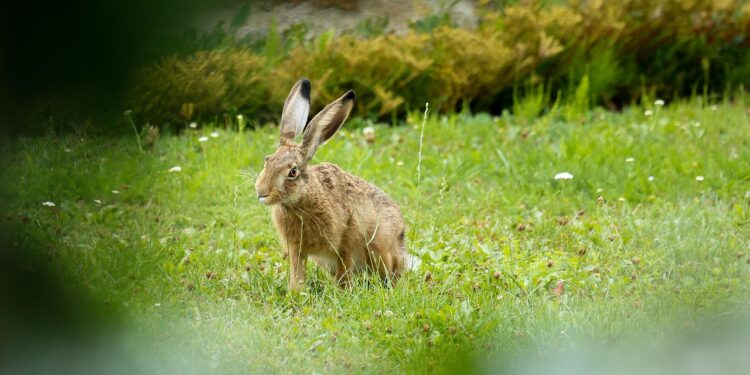 Brauner Hase auf einer wiese