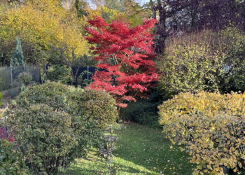 Garten mit rotem Ahorn