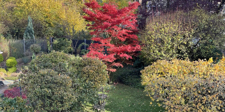 Garten mit rotem Ahorn