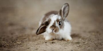Kaninchen mit großen Ohren, ein Ohr hochgestellt