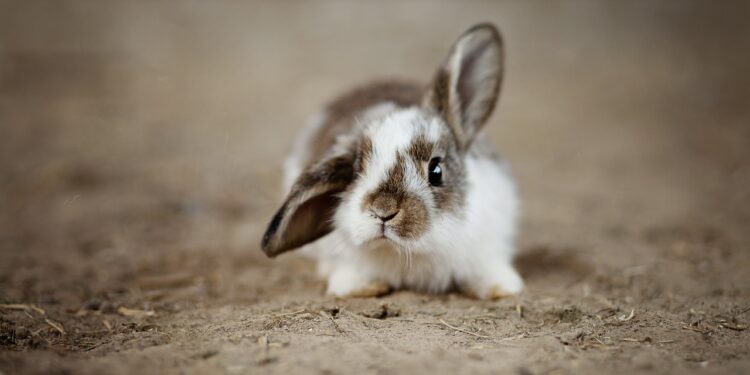 Kaninchen mit großen Ohren, ein Ohr hochgestellt