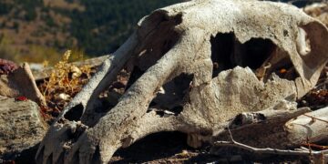 Schädel eines toten Pferds